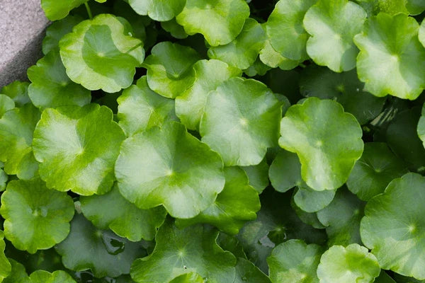 Centella asiatica belaoutlet